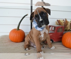Boxer Puppy for sale in HONEY BROOK, PA, USA