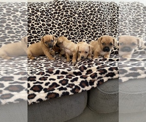 Chiweenie-Dachshund Mix Puppy for sale in MURRIETA, CA, USA