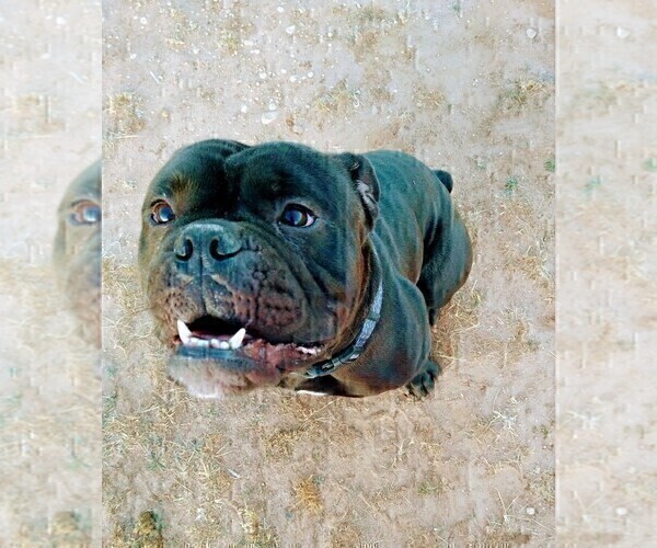 Medium Photo #5 Olde English Bulldogge Puppy For Sale in ABILENE, TX, USA