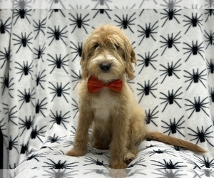 Miniature Labradoodle Puppy for sale in LAKELAND, FL, USA