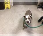Small American Pit Bull Terrier