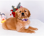 Small #9 Golden Retriever