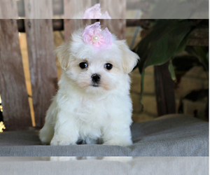 Mother of the Morkie puppies born on 12/25/2024