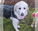 Small #8 Great Pyrenees