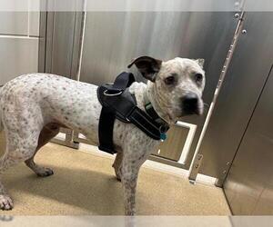 Mutt Dogs for adoption in Grand Prairie, TX, USA