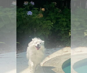 Mishka of Alpharetta, Ga - Male American Eskimo Dog Dog for Adoption - Photo #3
