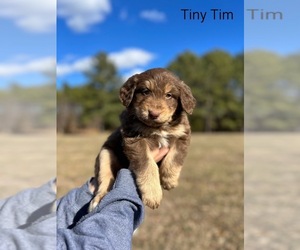 Aussiedoodle Puppy for sale in THOMASVILLE, NC, USA