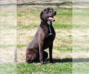 Aussiedor Dogs for adoption in Grovetown, GA, USA