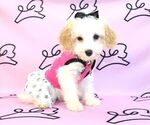 Small Photo #11 Poodle (Miniature) Puppy For Sale in LAS VEGAS, NV, USA