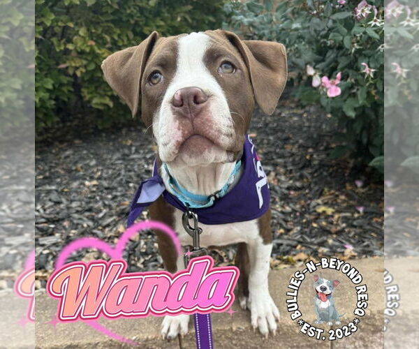 Medium Photo #5 Staffordshire Bull Terrier Puppy For Sale in Omaha, NE, USA