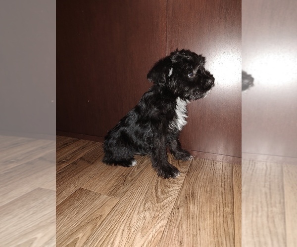 Medium Photo #9 YorkiePoo Puppy For Sale in LAPEER, MI, USA