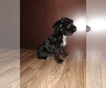 Small Photo #9 YorkiePoo Puppy For Sale in LAPEER, MI, USA