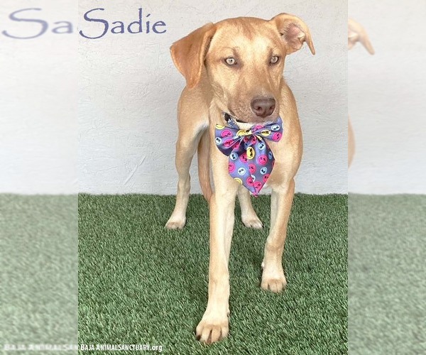 Medium Photo #7 Unknown-Weimaraner Mix Puppy For Sale in San Diego, CA, USA