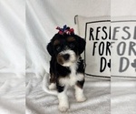 Small #2 Bernedoodle
