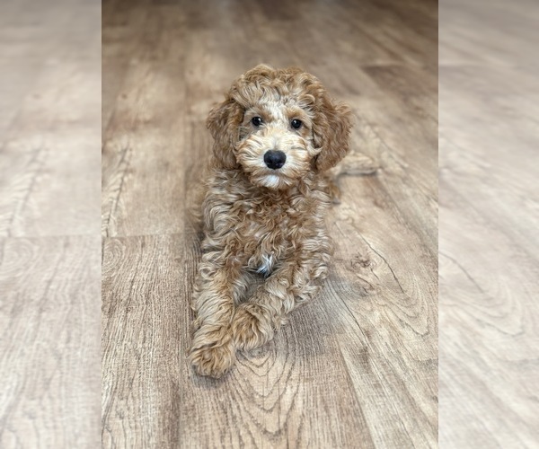 Medium Photo #10 Goldendoodle (Miniature) Puppy For Sale in SAINT MARYS, KS, USA