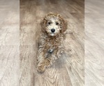 Small #9 Goldendoodle (Miniature)