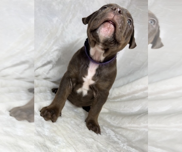 Medium Photo #13 American Bully Puppy For Sale in MANSFIELD, OH, USA