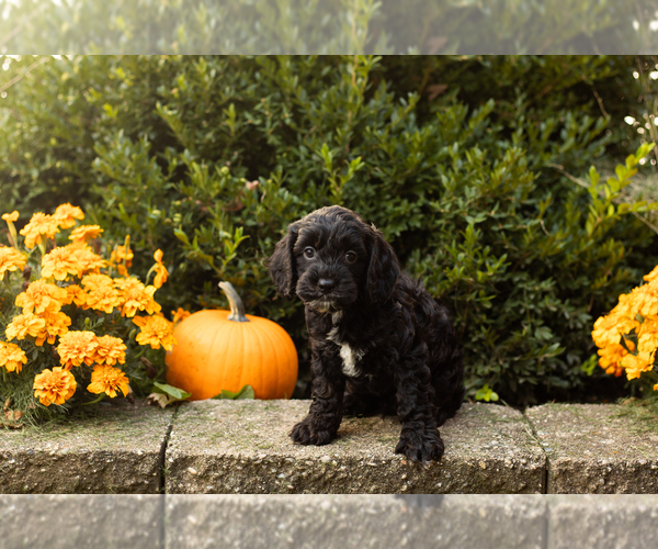Medium Photo #20 Cocker Spaniel-Poodle (Miniature) Mix Puppy For Sale in NAPPANEE, IN, USA