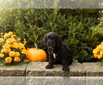 Small #19 Cocker Spaniel-Poodle (Miniature) Mix