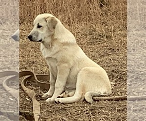 Anatolian Pyrenees Puppy for sale in FRAZIERS BOTTOM, WV, USA