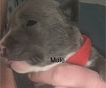 Small Photo #2 American Bully-American Pit Bull Terrier Mix Puppy For Sale in CLEBURNE, TX, USA