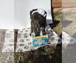 Puppy 4 American Pit Bull Terrier-Goldendoodle Mix