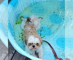 Small #4 Shih Tzu