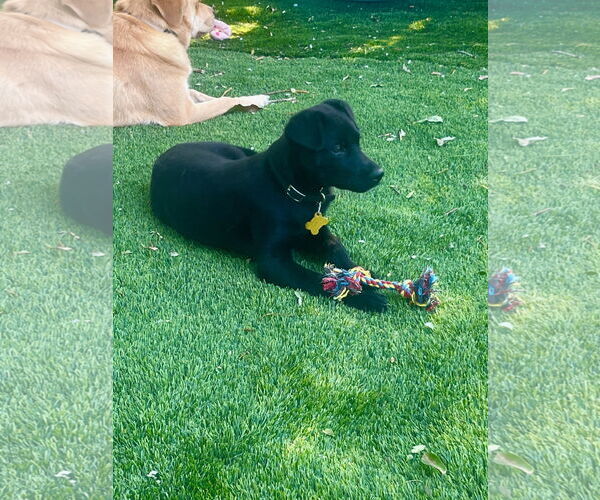 Medium Photo #6 Mutt Puppy For Sale in Sandy, UT, USA