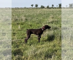 German Shorthaired Pointer Puppy for Sale in HASKELL, Texas USA