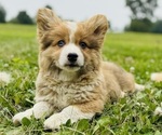 Puppy Milo American Corgi