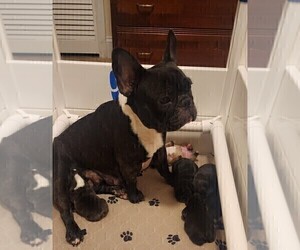 Mother of the French Bulldog puppies born on 10/11/2022