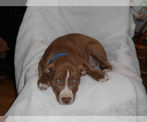 American Pit Bull Terrier-Bullmastiff Mix Puppy for sale in FLINT, MI, USA