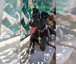 Small American Pit Bull Terrier-German Shepherd Dog Mix