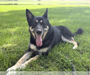 German Shepherd Dog-Unknown Mix Dogs for adoption in Denver, CO, USA