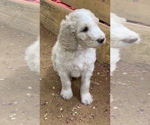 Poodle (Standard) Puppy for Sale in WAYNESBORO, Tennessee USA