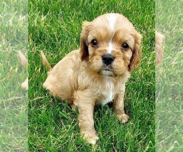 Medium Photo #3 Cavalier King Charles Spaniel Puppy For Sale in BELVIDERE, IL, USA