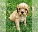 Small Photo #3 Cavalier King Charles Spaniel Puppy For Sale in BELVIDERE, IL, USA