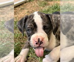 Small #1 Boxer