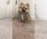 Small #10 Pomeranian