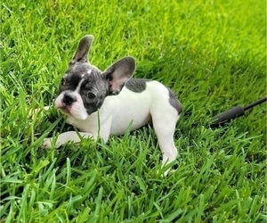 Medium French Bulldog