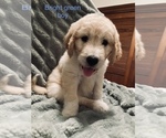 Puppy 0 Goldendoodle-Great Pyrenees Mix