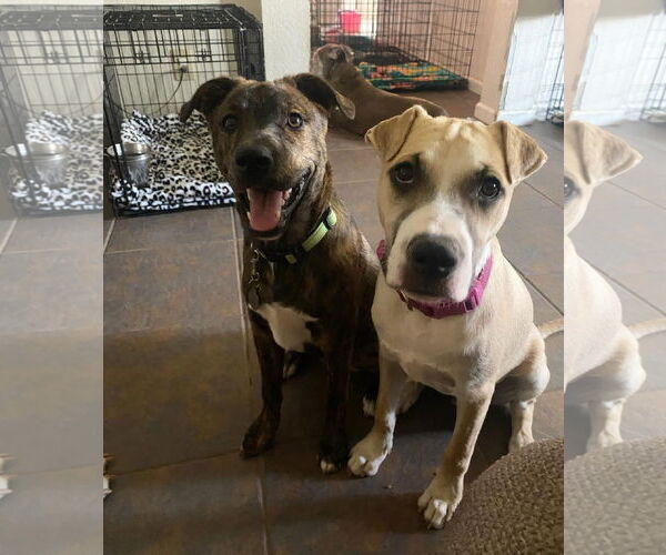 Medium Photo #14 American Pit Bull Terrier-Golden Retriever Mix Puppy For Sale in Peoria, AZ, USA