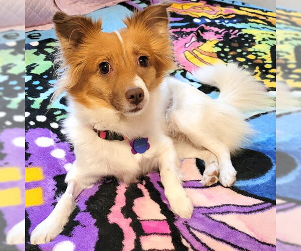 Medium Photo #2 Papillon-Unknown Mix Puppy For Sale in Corona, CA, USA