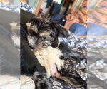 Small #1 Maltese