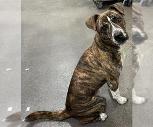 Dutch Shepherd -Unknown Mix Dogs for adoption in Forestville, MD, USA