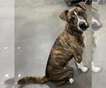 Small Dutch Shepherd Mix