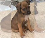 Small #2 Mutt