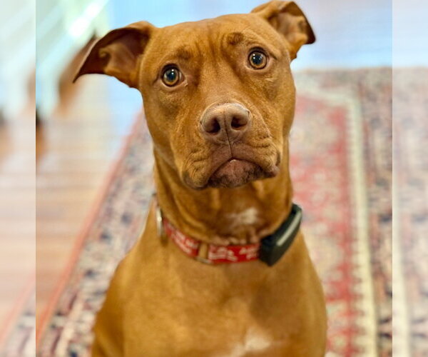 Medium Photo #1 Mutt Puppy For Sale in Canton, CT, USA