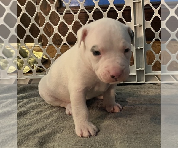 Medium Photo #2 American Pit Bull Terrier Puppy For Sale in ZANESVILLE, OH, USA