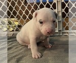 Small #1 American Pit Bull Terrier